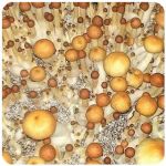 Псилоцибиновые (галлюциногенные) грибы в Ейске Psilocybin "Golden Teacher" Псилоцибиновые (галлюциногенные) грибы в Ейске Psilocybin "Golden Teacher"