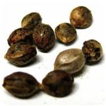 Семена марихуаны АК-47  (Seeds AK-47) в Ейске